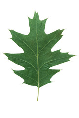 oak leaf isolated