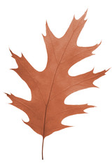 oak leaf as autumn symbol