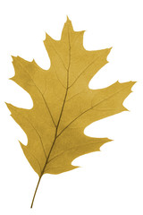 oak leaf as autumn symbol