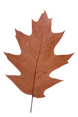 oak leaf as autumn symbol