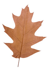 oak leaf as autumn symbol