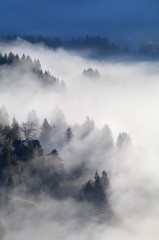 alpine forest and meadows in sunrise fog