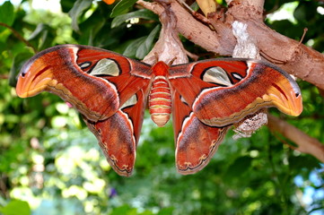Worlds largest moth, the Atlas moth.
