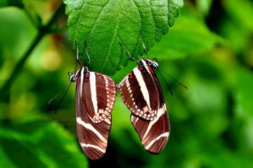 Obraz premium Mating pair of long wing butterflies.