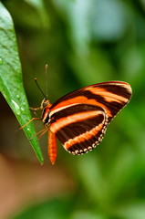 Tiger long wing butterfly eating at the restaurant table.