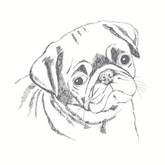 Pug dog face. Hand-drawn vector illustration. Sketch.