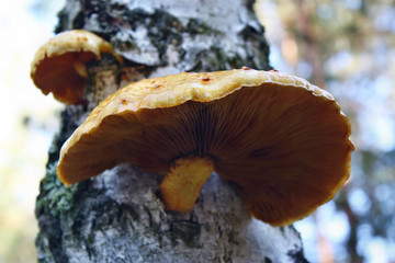 Yellow mushrooms