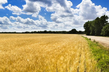 Blue Sky and Golden Kansas Wheat Field