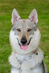 Typical Czechoslovakian Wolfdog