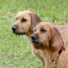 Two Carse Haired Styrian Hounds