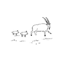 Hand drawn sketch of goats. Vector illustration