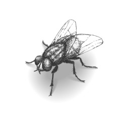 Sketch fly