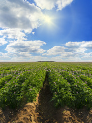 Fototapeta na wymiar A field of potatoes under a blue sky