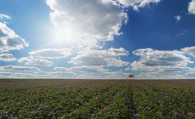 Obraz premium A field of potatoes under a blue sky