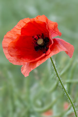 A bright, red poppy stands in a ripening Canola field
