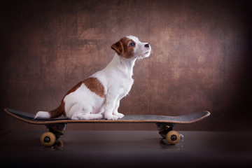 Dog Jack Russell Terrier