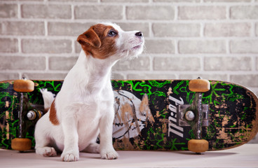 Dog Jack Russell Terrier