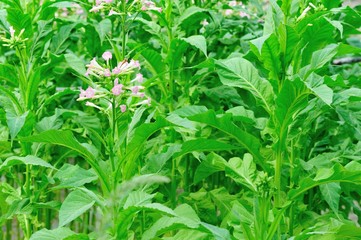 Fototapeta premium tobacco leaf plant 