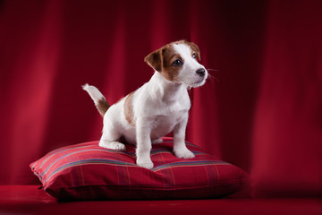 Dog Jack Russell Terrier