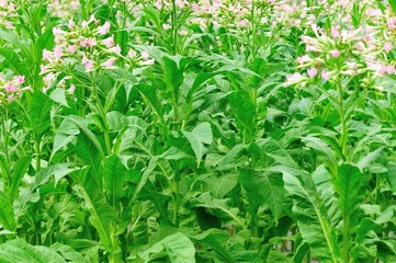 tobacco leaf plant 
