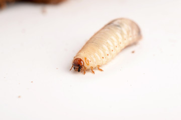 LARVE DI PUNTERUOLO ROSSO - LARVAE OF RED AWL