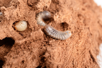 LARVE DI PUNTERUOLO ROSSO - LARVAE OF RED AWL