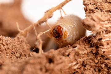 LARVE DI PUNTERUOLO ROSSO - LARVAE OF RED AWL