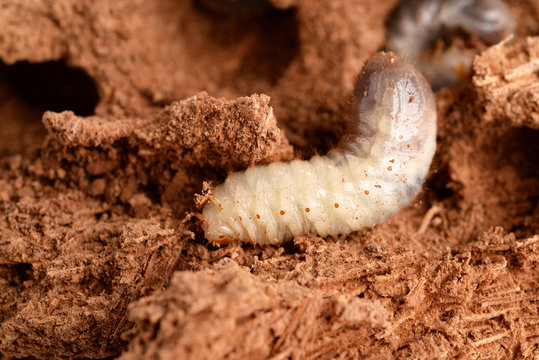 LARVE DI PUNTERUOLO ROSSO - LARVAE OF RED AWL