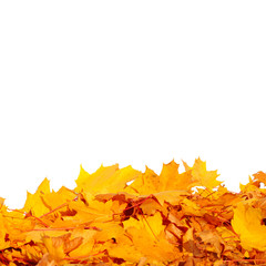 Colorful foliage in the autumn park