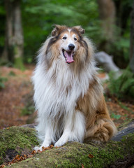 Rough Collie