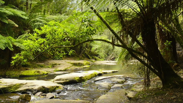 Erskine River running through the Otways National Park 