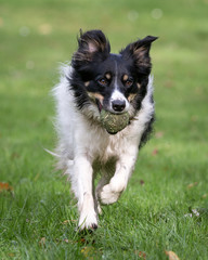 Border Collie