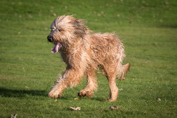 Fototapeta premium Briard
