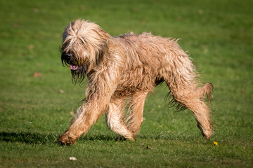 Briard