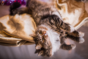 tabby cat plays, paw, holiday