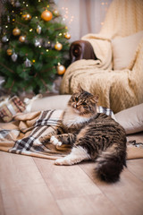 cat, new year holidays, christmas, christmas tree