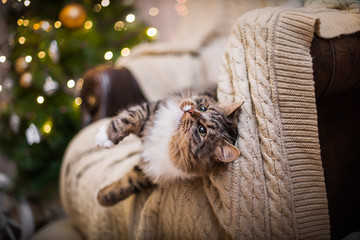 cat, new year holidays, christmas, christmas tree