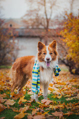 obedient dog breed border collie. Portrait, autumn, nature,