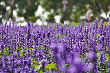 Lavender In The Rain