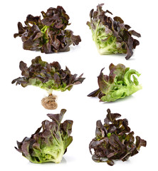 red lettuce leaves isolated on white