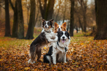 obedient dog breed border collie. Portrait, autumn, nature - obrazy, fototapety, plakaty