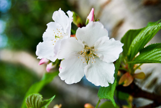 White flower of Mirabilis Jalapa