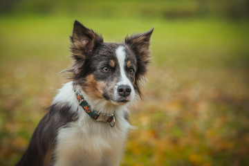 Fototapeta premium obedient dog breed border collie. Portrait, autumn, nature