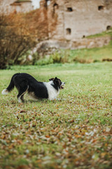 obedient dog breed border collie. Portrait, autumn, nature