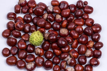 chestnut005