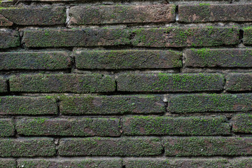 Texture of old stone wall covered green moss