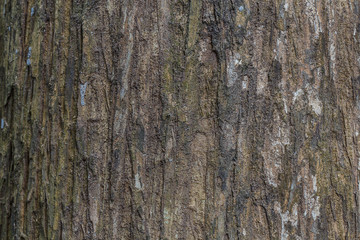 Tree bark texture wood texture/wood texture background