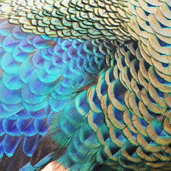 Fototapeta premium Green Peacock feathers