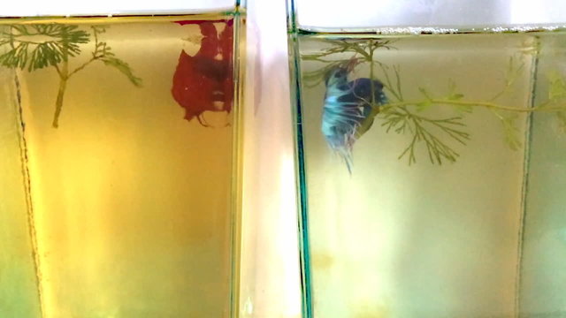 betta fish fight each other in fish jar