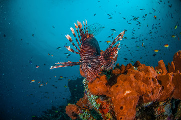 Naklejka na ściany i meble Lionfish swim in Gili Lombok Nusa Tenggara Barat underwater